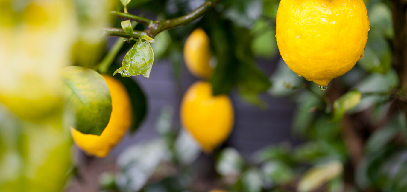 Prune Lemon Trees in Summer – Mother Earth News - Vimarsana News
